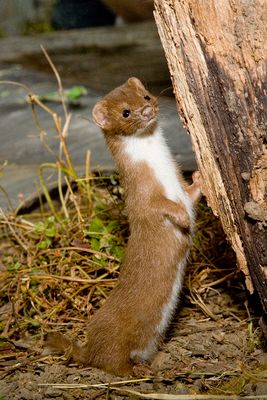 Weasel