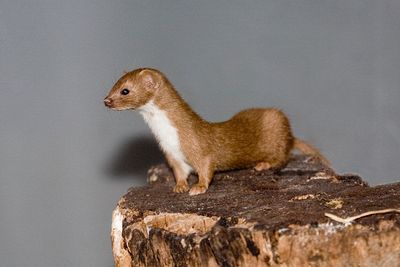 Weasel