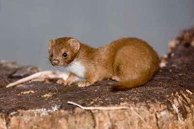 Weasel