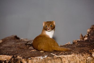 Weasel